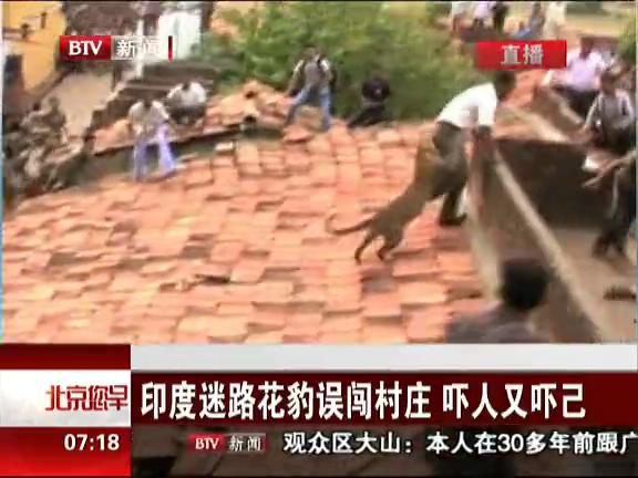 [视频]实拍印度迷路花豹误闯村庄窜屋顶袭人