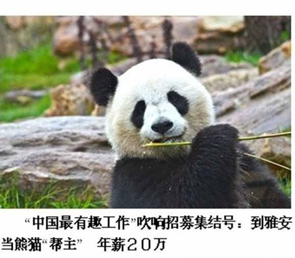 [视频]四川招募熊猫帮主 年薪20万配车不加班