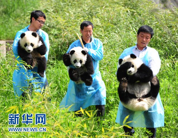 [视频]四川招募熊猫帮主 年薪20万配车不加班