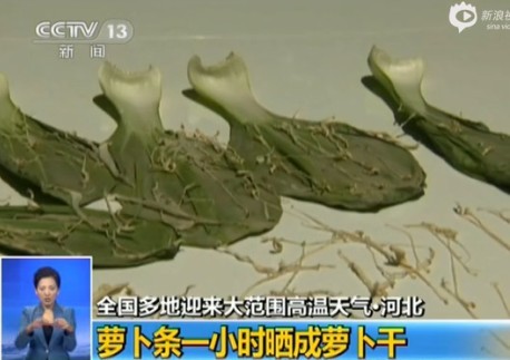 [视频]记者现场测试河北高温 萝卜条秒变萝卜干