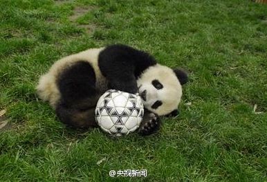 [视频]章鱼保罗“后继有人” 大熊猫将预测巴西世界杯