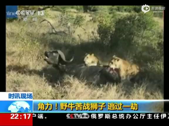 [视频]实拍两母狮夹击野牛被顶飞空中打转