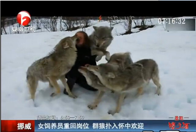 [视频]女饲养员销假回岗 群狼飞扑入怀蹭脸亲昵