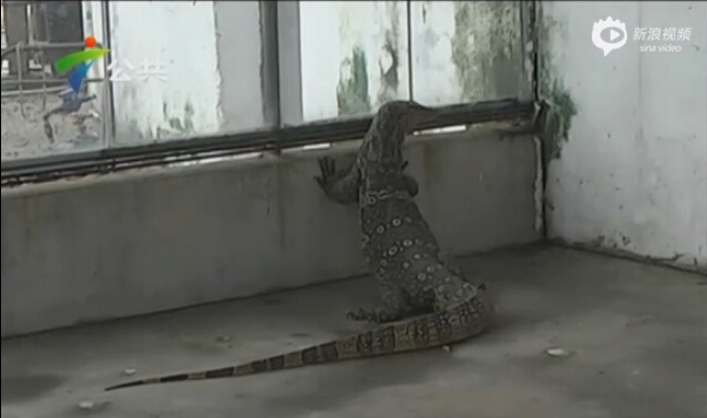 [视频]佛山2米长巨蜥现身田边 或从饭店逃出