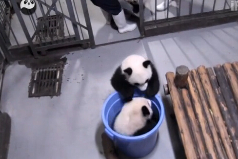 [视频]萌哭 肉团子快到我的桶里来