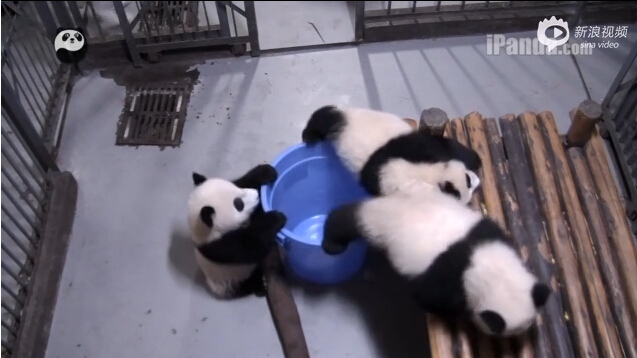 [视频]萌哭 肉团子快到我的桶里来