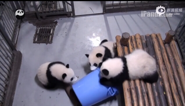 [视频]萌哭 肉团子快到我的桶里来