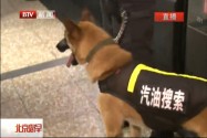 [视频]北京地铁配备搜油犬 排查汽油静音示警