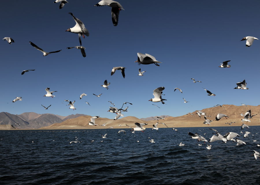 [视频]走进阿里 2014我们和藏羚羊夏季科考：探访“班公错”鸟岛 