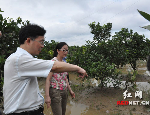 马南村被洪水浸泡的柑橘园里，胡佳武（左）和柑橘专家张长英踩在泥水里查看柑橘受损情况。