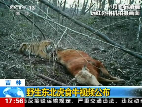 [视频]远红外相机实拍野生东北虎大口食牛现场