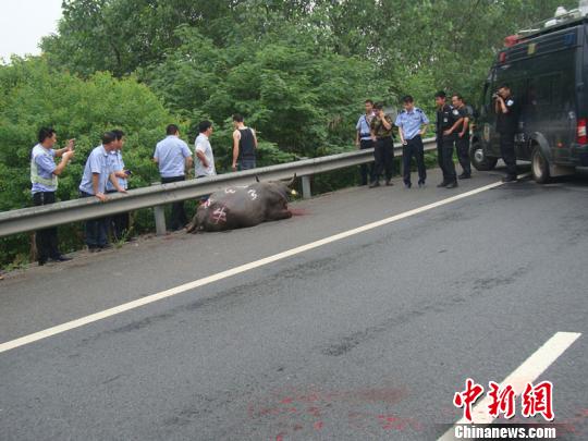 [视频]800斤“牛魔王”高速撒泼连撞数车 特警数枪击毙