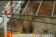 株洲醴陵：客车藏大量野生动物，布条封嘴非法运输