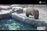 [视频]实拍棕熊救起落水小鸟有爱瞬间