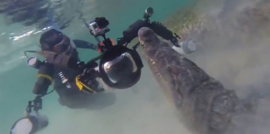 [视频]墨西哥：潜水爱好者与鳄鱼“亲密接触”