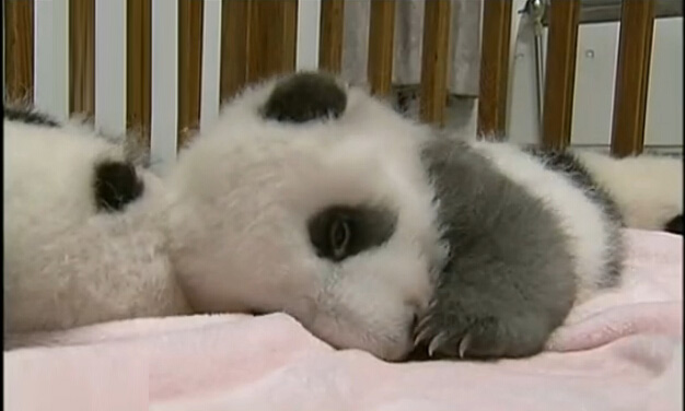 [视频]成都九只熊猫宝宝亮相 仰卧起坐萌萌哒