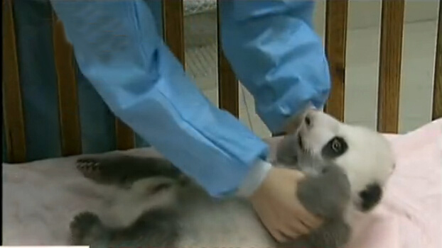 [视频]成都九只熊猫宝宝亮相 仰卧起坐萌萌哒