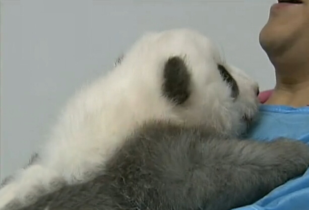 [视频]成都九只熊猫宝宝亮相 仰卧起坐萌萌哒