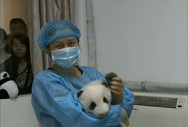 [视频]成都九只熊猫宝宝亮相 仰卧起坐萌萌哒