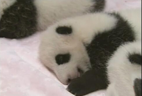 [视频]成都九只熊猫宝宝亮相 仰卧起坐萌萌哒