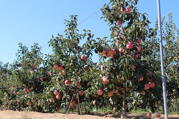 [视频]青岛农科院科研苹果新品种被一夜偷光 损失亿元