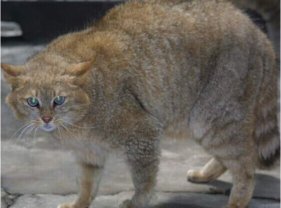 [视频]中国特有猫科动物 荒漠猫甘肃威武被发现