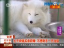 [视频]男子花七千块买萨摩 不想到手一只白狐