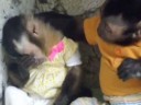 [视频]“暖男”小猴安慰伤心雌猴 双目含情凝望送爱的抱抱