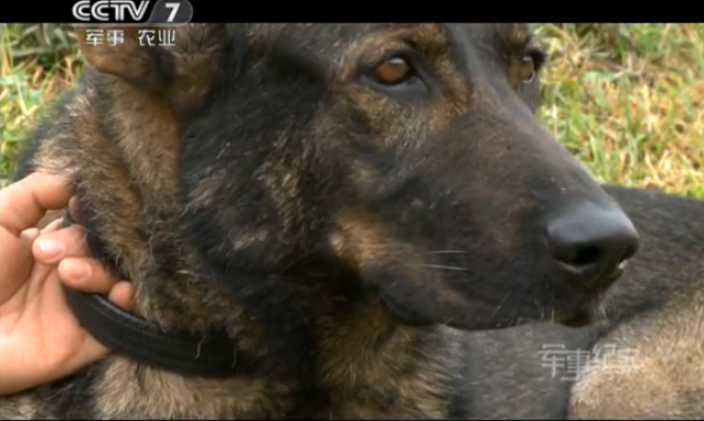 [视频]军犬明星