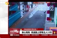 衷心狗狗 高速路上苦等主人13天