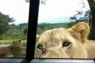 [视频]观光车忘记锁车门 狮子用嘴打开门
