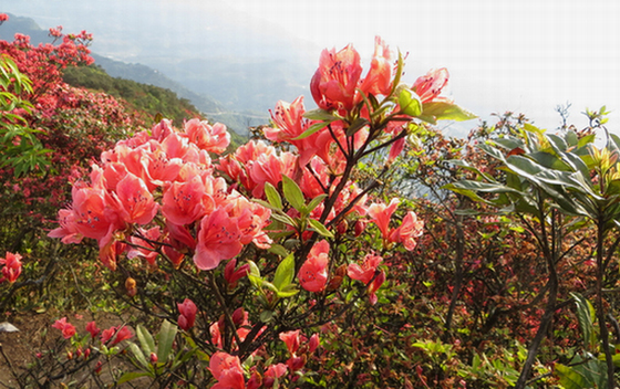 你知道长沙市的市树市花吗？  