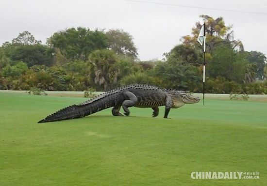 [视频]美高尔夫球场现4米鳄鱼 球友淡定打球拍照