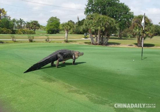 [视频]美高尔夫球场现4米鳄鱼 球友淡定打球拍照