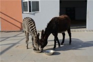 [视频]动物园斑马和驴跨界“相爱” 驴已怀上宝宝