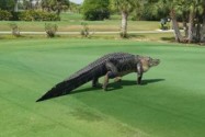 [视频]美高尔夫球场现4米鳄鱼 球友淡定打球拍照（图）