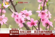 郴州资兴：东江湖畔 桃花盛开烂漫时