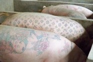 [视频]一张猪皮50万人民币！比利时艺术家为猪纹身