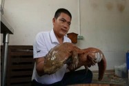 [视频]广东景区发现重达11斤巨型野生娃娃鱼(图)
