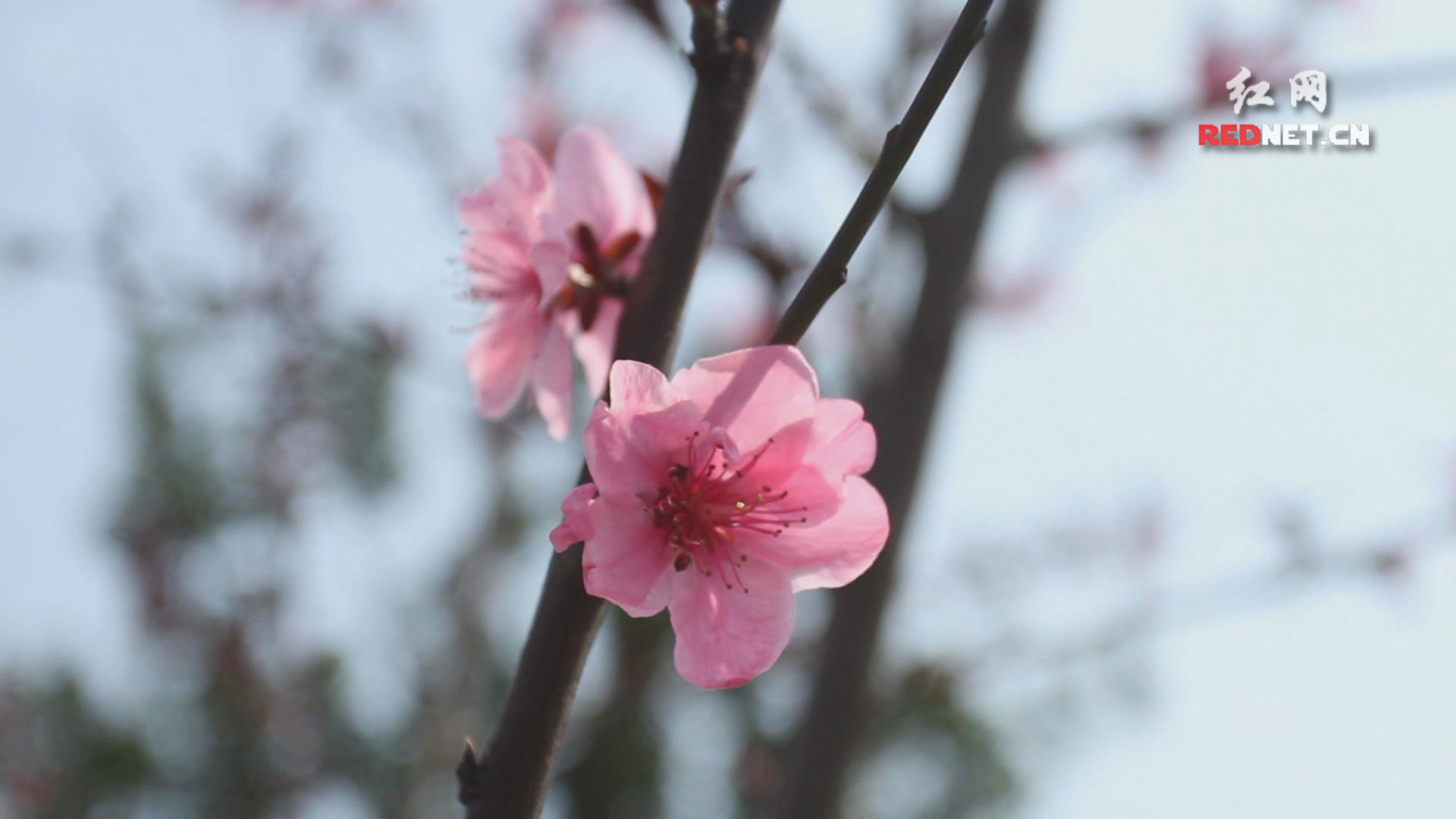 花教授解花（二）：诗与花的美好遇见