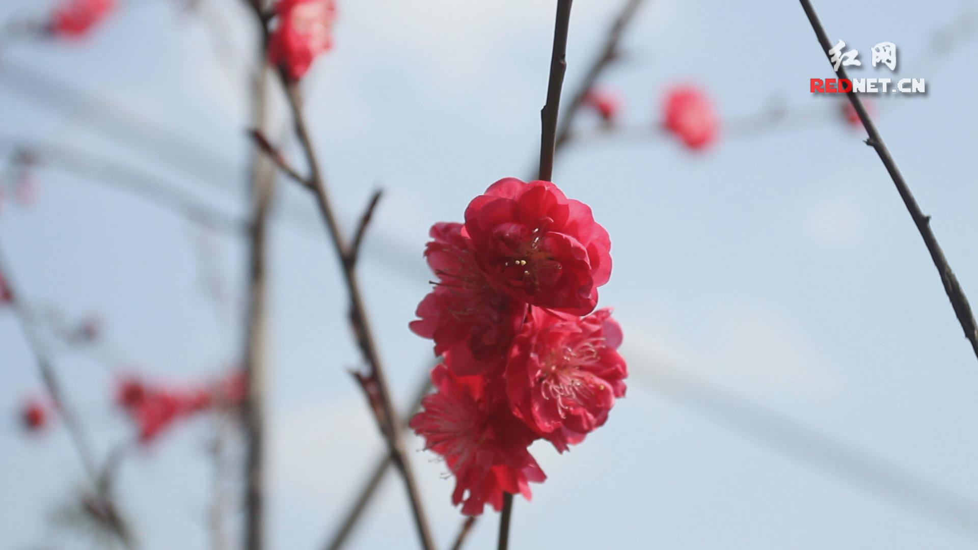 花教授解花（二）：诗与花的美好遇见