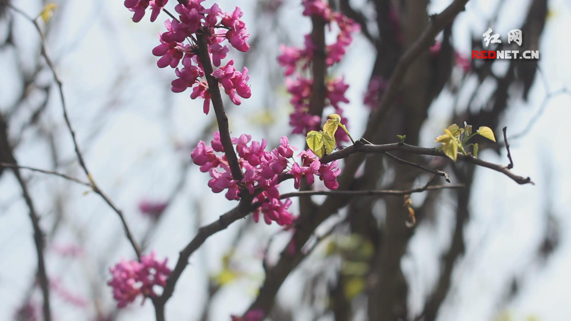 花教授解花（二）：诗与花的美好遇见