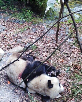 [视频]陕西现受伤野生大熊猫 疑因“抢媳妇”被咬