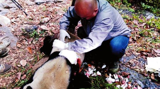 [视频]陕西现受伤野生大熊猫 疑因“抢媳妇”被咬