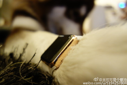 [视频]有钱任性！王思聪为爱犬配两只Apple Watch