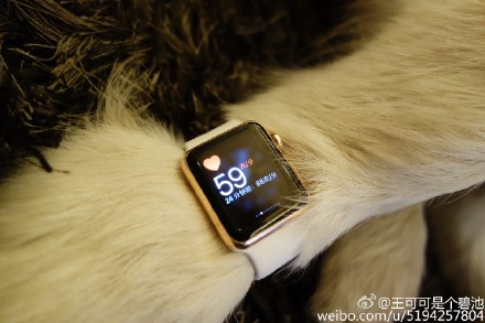 [视频]有钱任性！王思聪为爱犬配两只Apple Watch