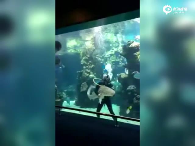 [视频]水族馆豹纹鲨卖萌求潜水员挠痒痒