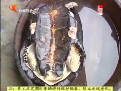 益阳网络电视 - 正在播放：男子意外捕获近17斤重的大乌龟 