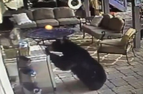 [视频]黑熊妈妈携幼崽入室盗窃冰镇饮料