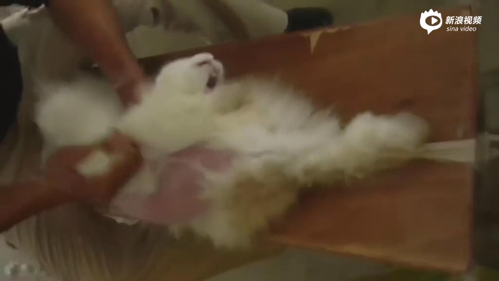 [视频]韩国震撼公益视频：一只扯人头发的兔子